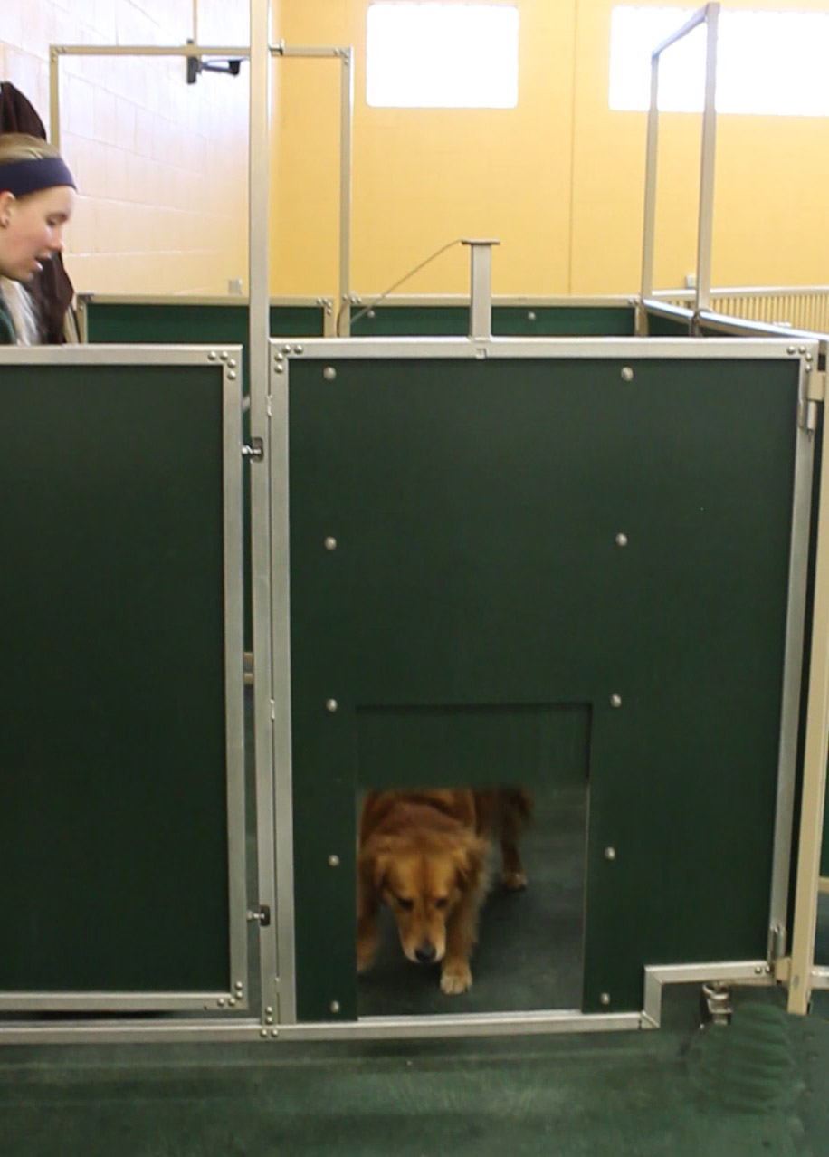 Doggy Day Care door with cable lift. Allows to pull in any direction