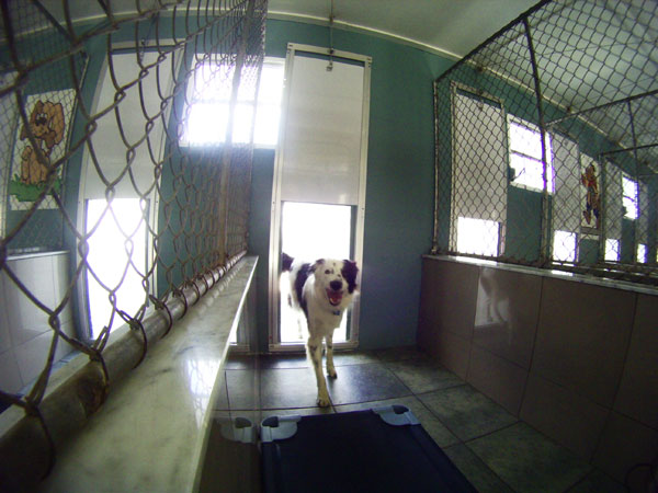 Interior view of a Pompano Pet Lodge kennel door